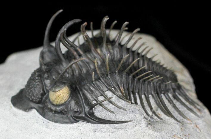 Top Quality Comura Trilobite With One Orange Eye #21735